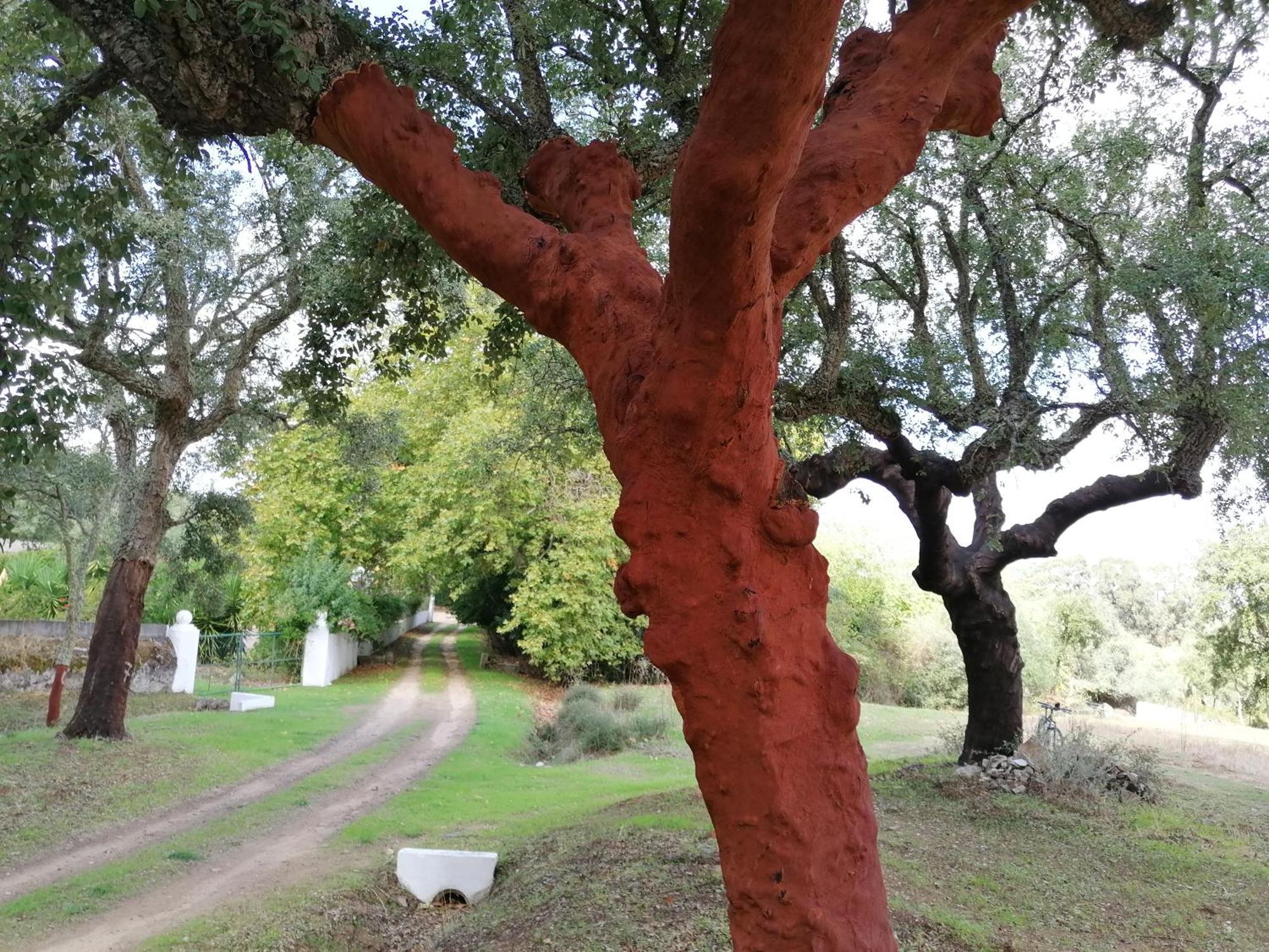 Monte Do Serrado De Baixo Евора Екстериор снимка